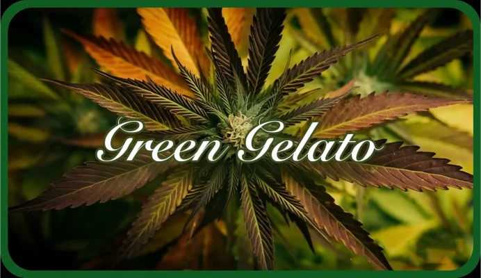 Maria und Johanna | Grow Blog | Hall Of Weed | Green Gelato