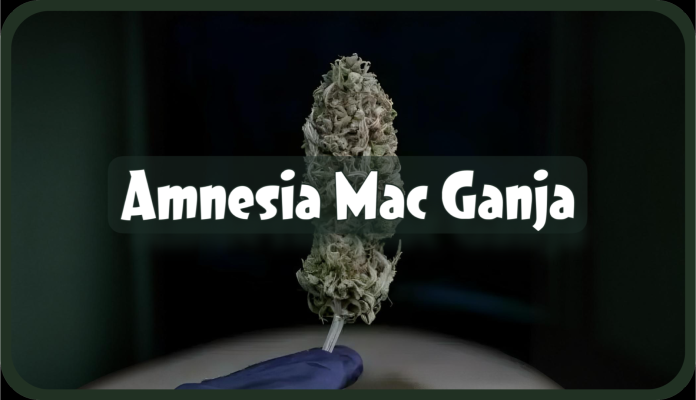 Weed Boutique | Blog | Hall Of Fame | Amnesia Mac Ganja