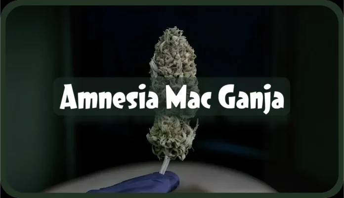 Maria und Johanna | Grow Blog | Hall Of Weed | Amnesia Mac Ganja