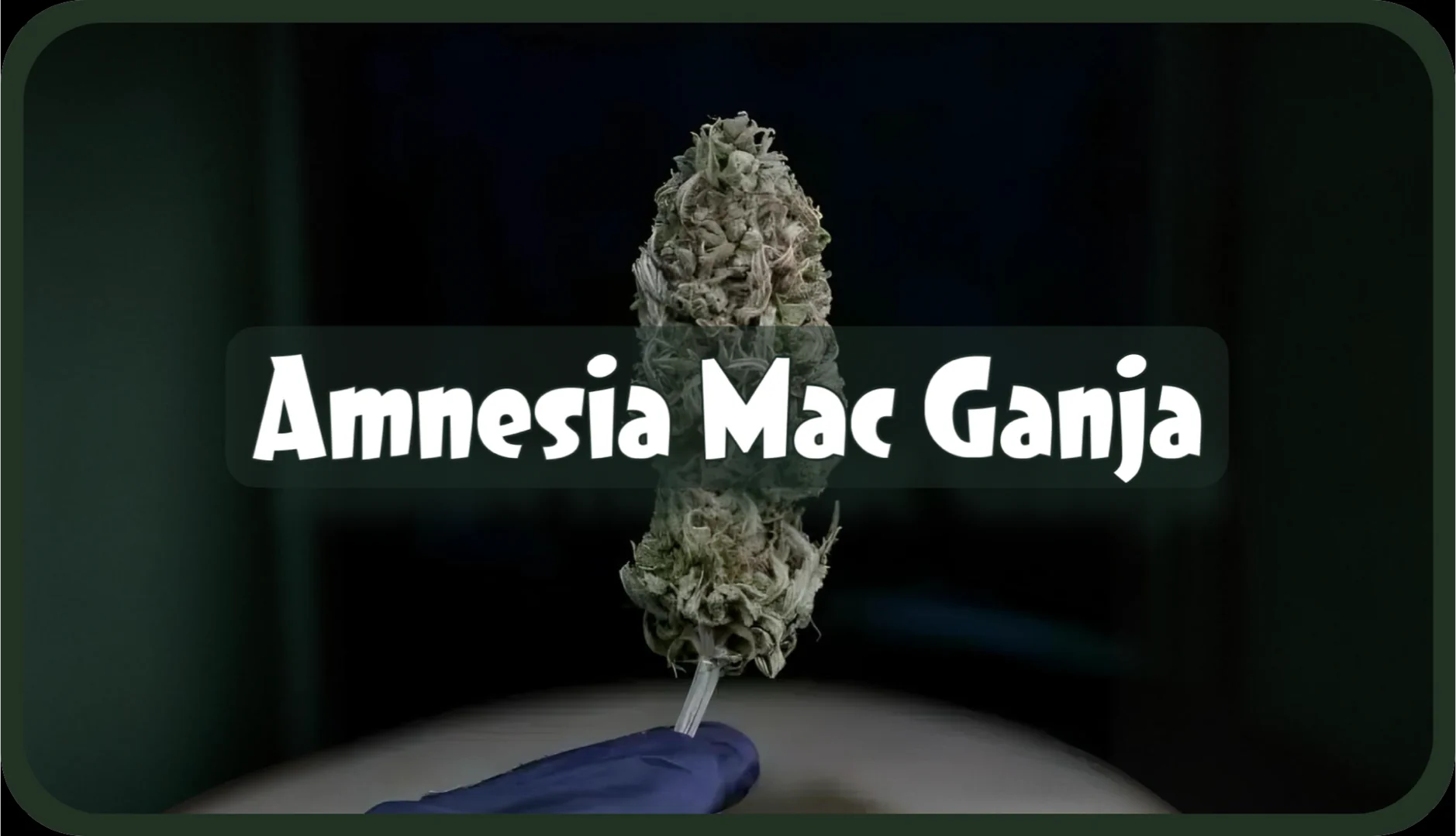 Maria und Johanna | Grow Blog | Hall Of Weed | Amnesia Mac Ganja