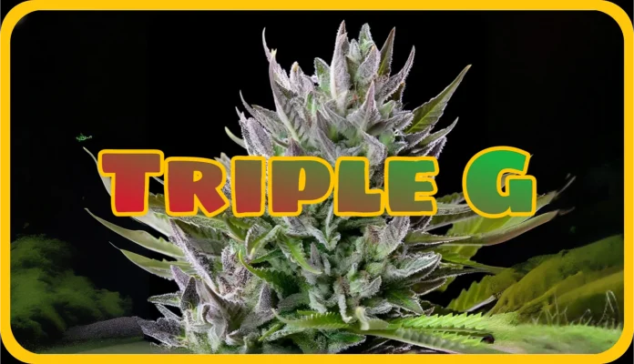 Maria und Johanna | Grow Blog | Hall Of Weed | Triple G