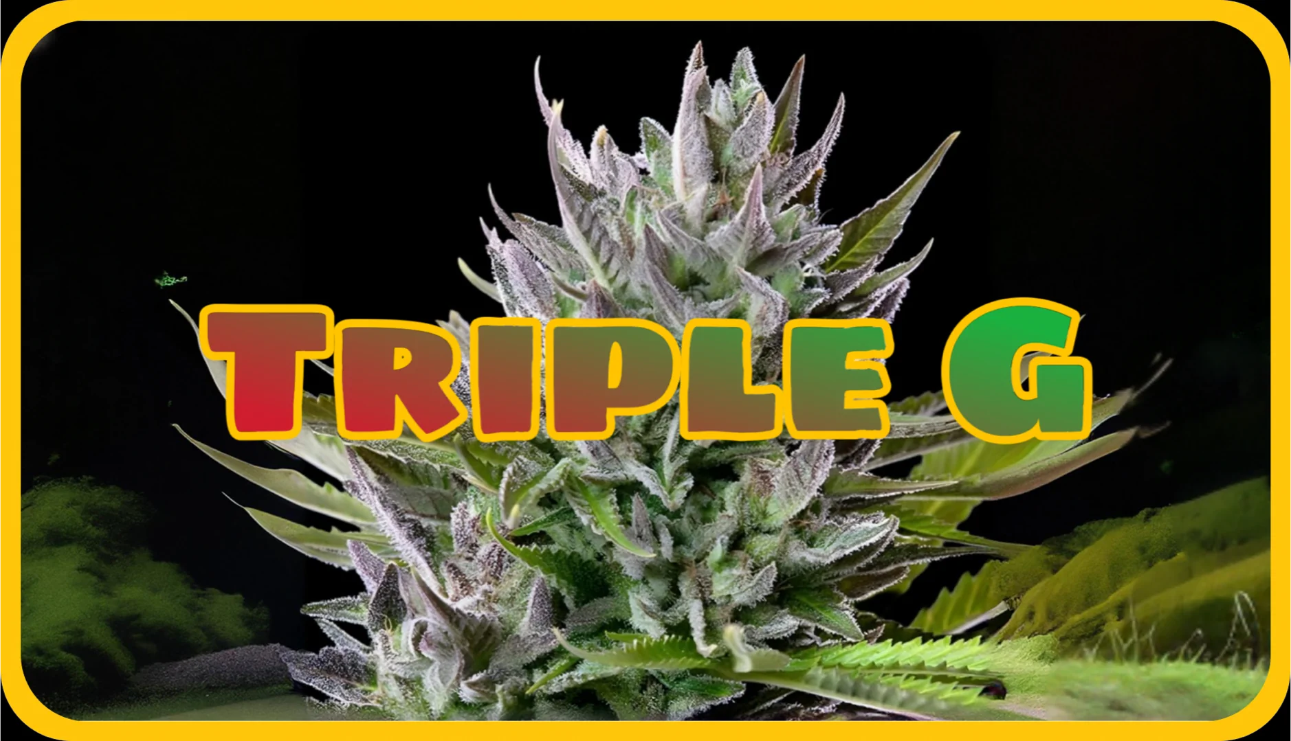 Maria und Johanna | Grow Blog | Hall Of Weed | Triple G