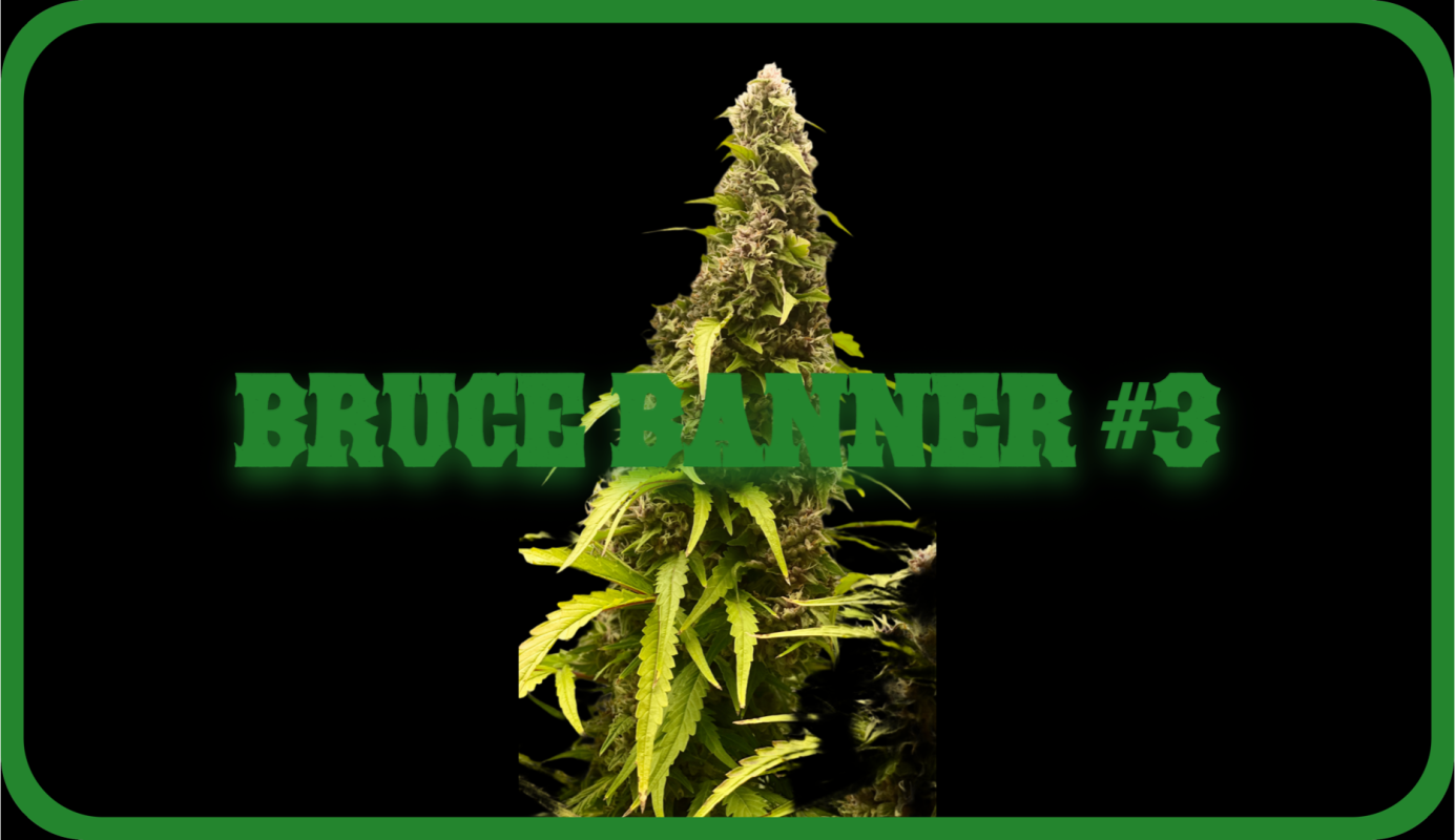 Maria und Johanna | Grow Blog | Hall Of Weed | Bruce Banner #3
