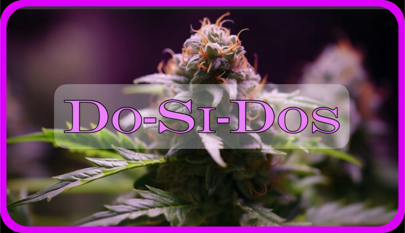 Maria und Johanna | Grow Blog | Hall Of Weed | DoSiDos
