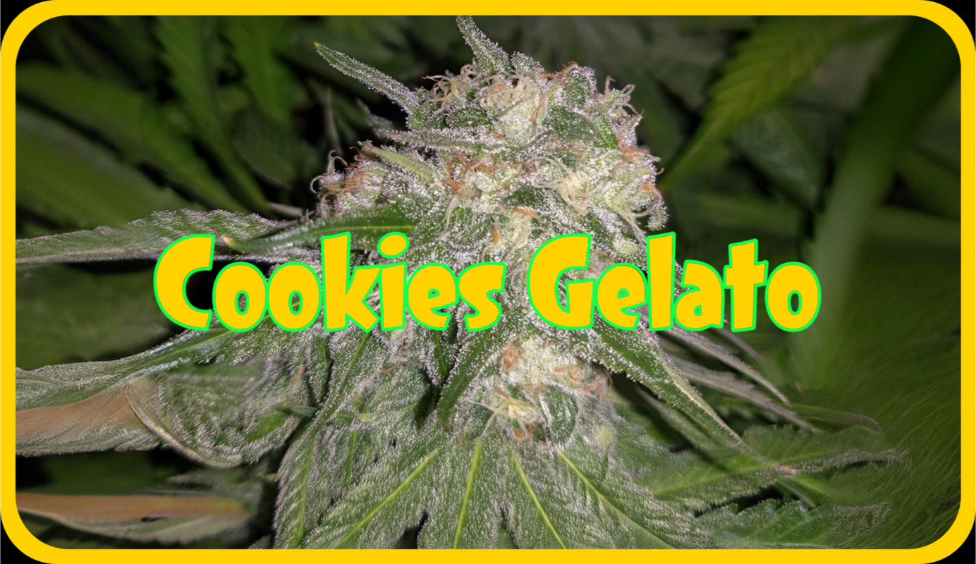 Maria und Johanna | Grow Blog | Hall Of Weed | Cookies Gelato