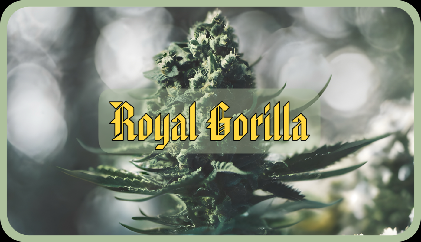 Maria und Johanna | Grow Blog | Hall Of Weed | Royal Gorilla