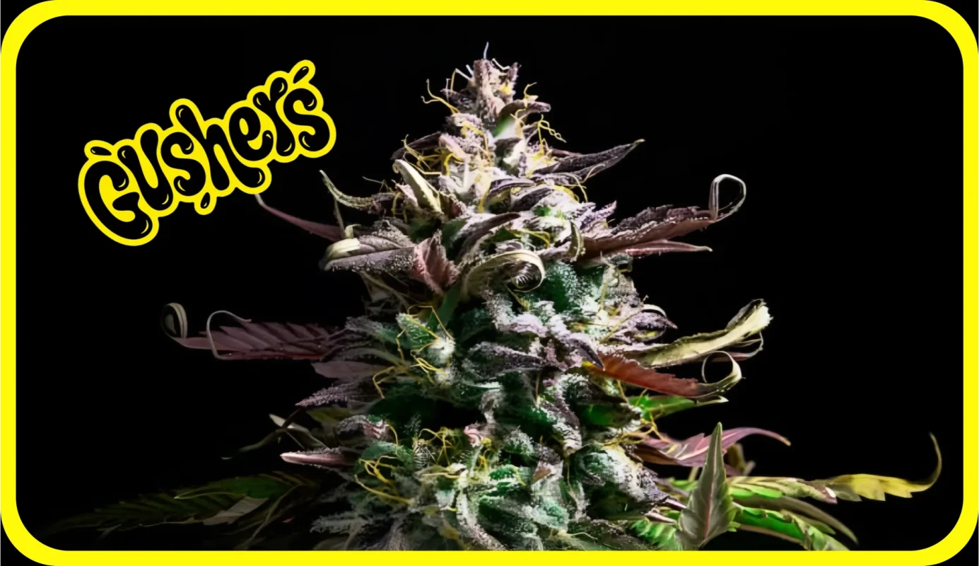 Maria und Johanna | Grow Blog | Hall Of Weed | Gushers