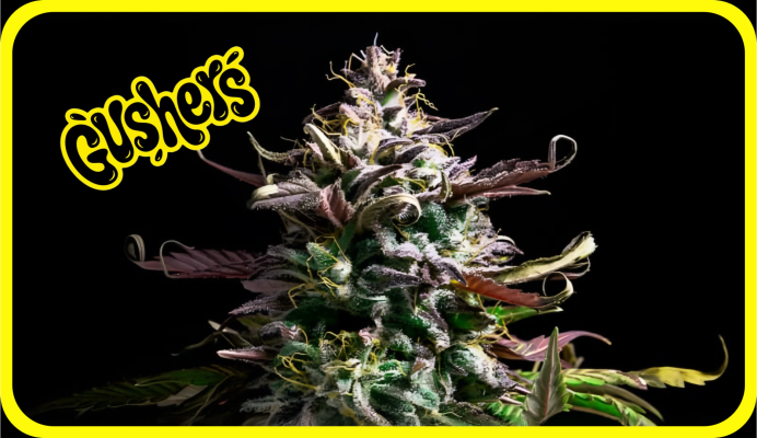 Weed Boutique | Blog | Hall Of Fame | Gusherz