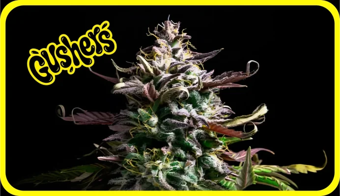 Maria und Johanna | Grow Blog | Hall Of Weed | Gushers