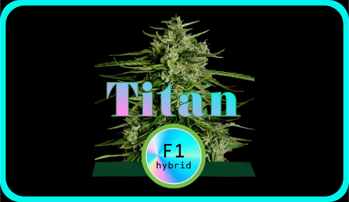 Weed Boutique | Blog | Hall Of Fame | Titan