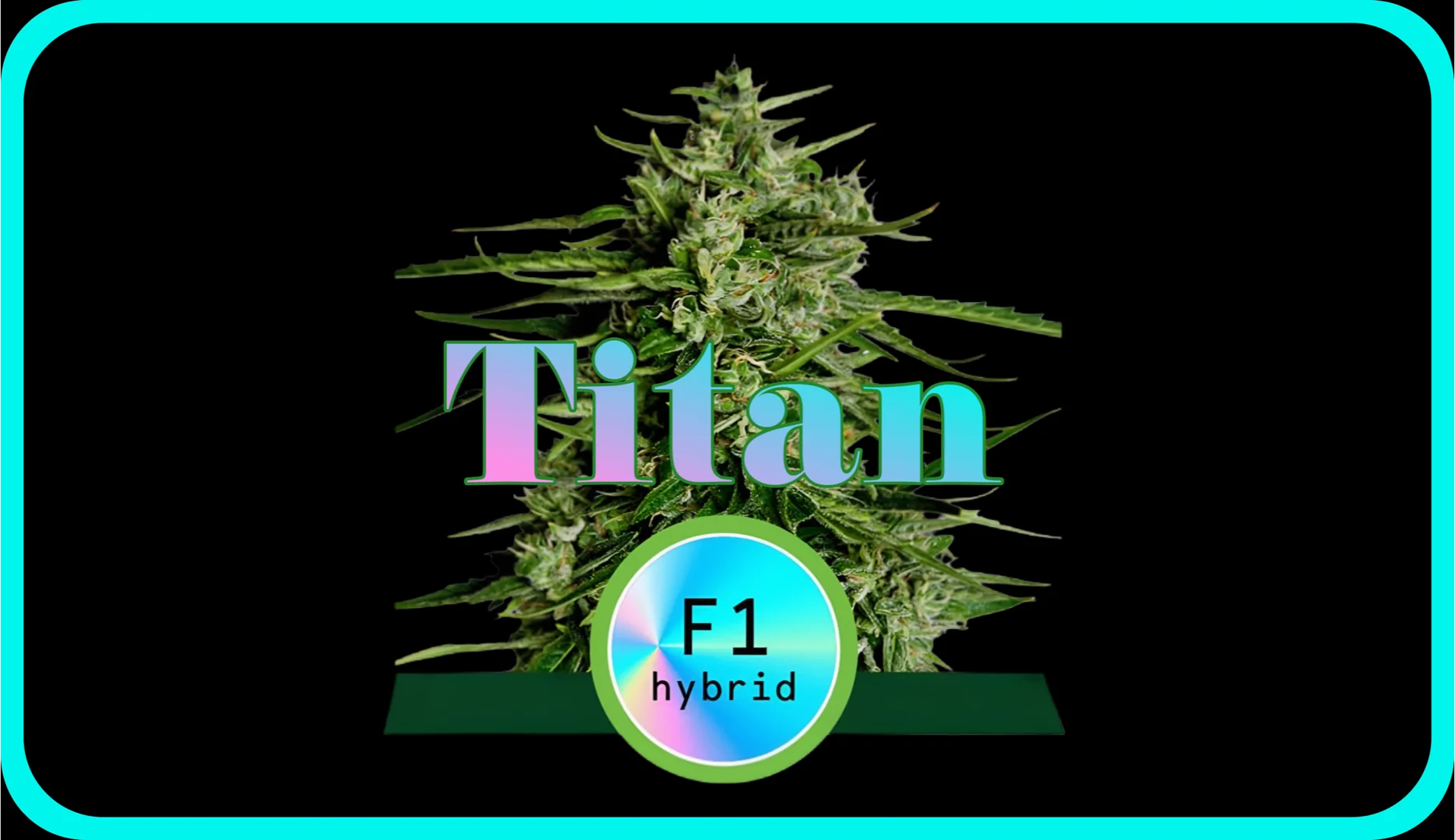 Maria und Johanna | Grow Blog | Hall Of Weed | Titan F1-Hybrid