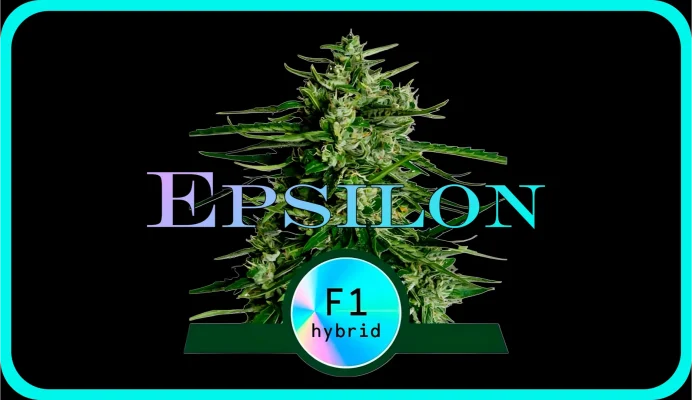 Maria und Johanna | Grow Blog | Hall Of Weed | Epsilon F1-Hybrid