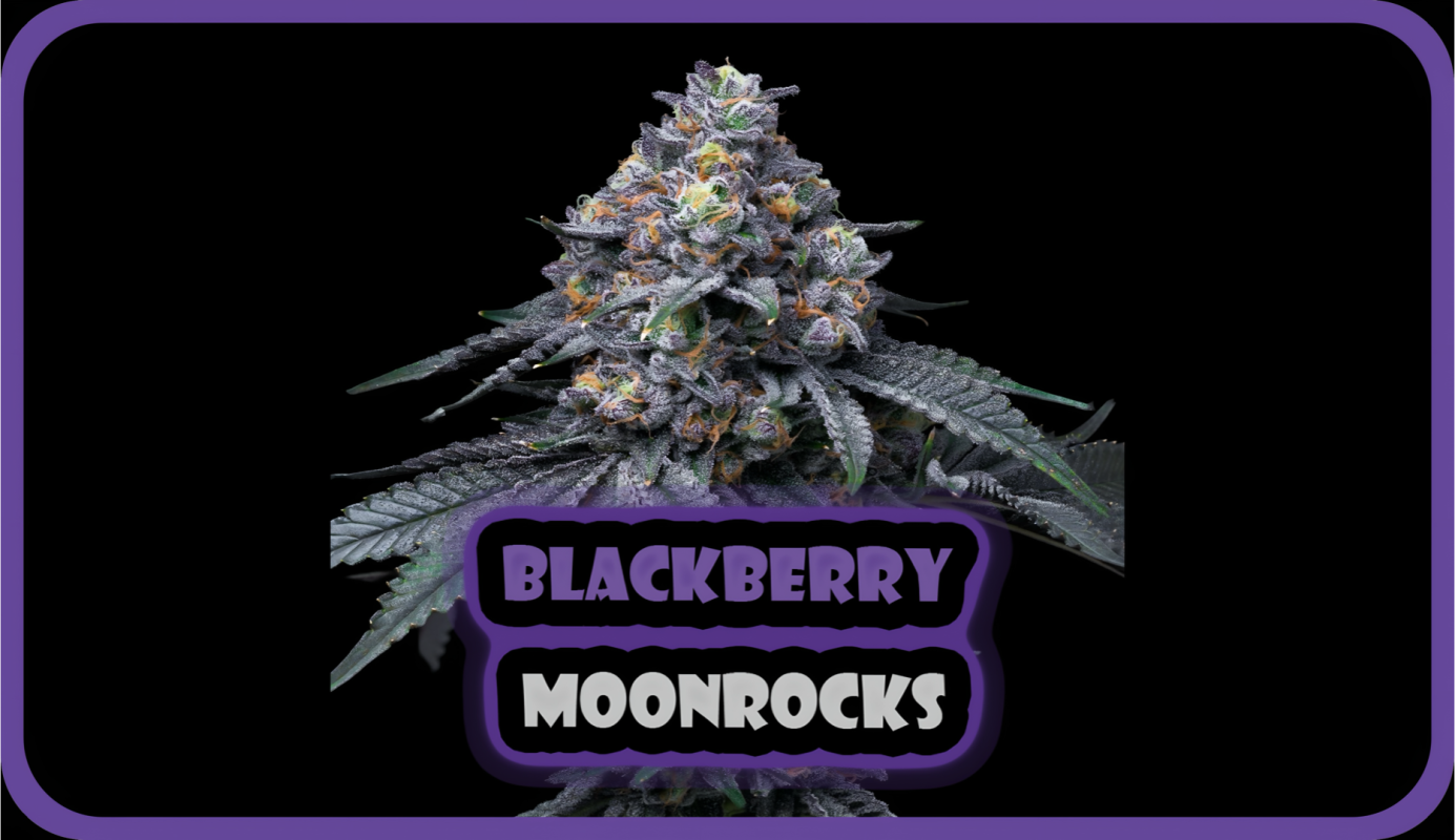 Weed Boutique | Blog | Hall Of Fame | Blackberry Moonrocks