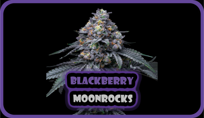 Weed Boutique | Blog | Hall Of Fame | Blackberry Moonrocks