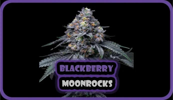 Maria und Johanna | Grow Blog | Hall Of Weed | Blackberry Moonrocks