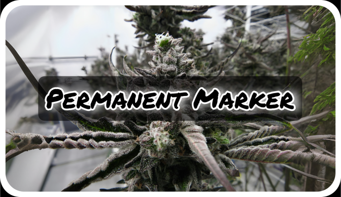 Weed Boutique | Blog | Hall Of Fame | Permanent Marker