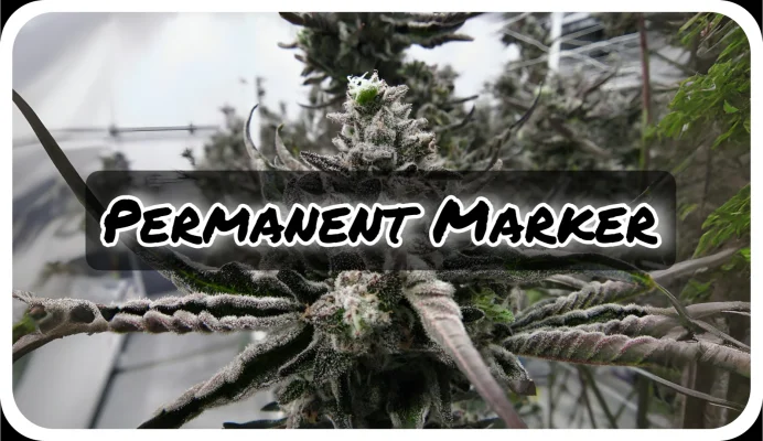 Maria und Johanna | Grow Blog | Hall Of Weed | Permanent Marker
