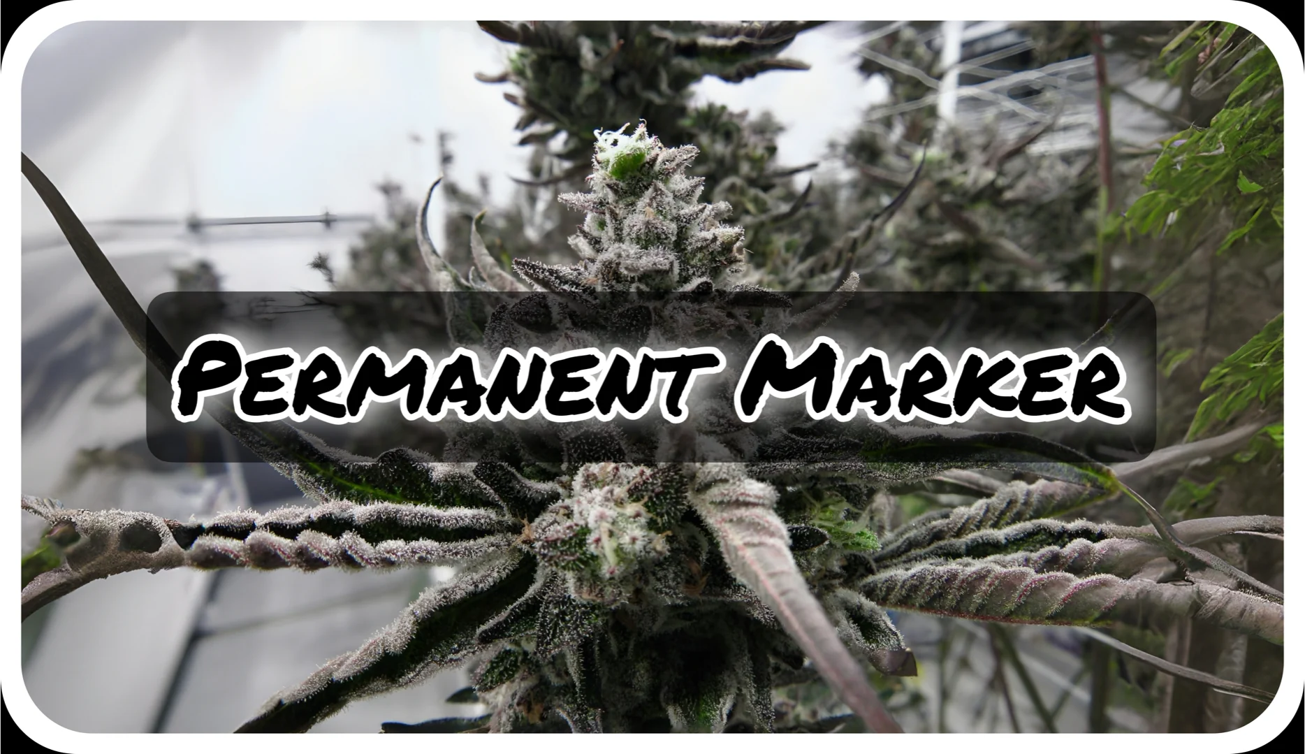 Maria und Johanna | Grow Blog | Hall Of Weed | Permanent Marker