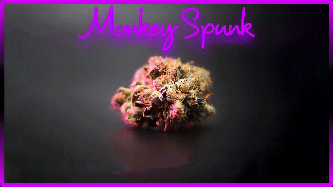 Maria und Johanna | Grow Blog | Hall Of Weed | Monkey Spunk