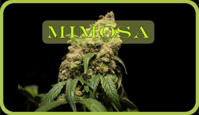Weed Boutique | Blog | Hall Of Fame | Mimosa