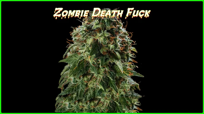 Maria und Johanna | Grow Blog | Hall Of Weed | Zombie Death Fuck