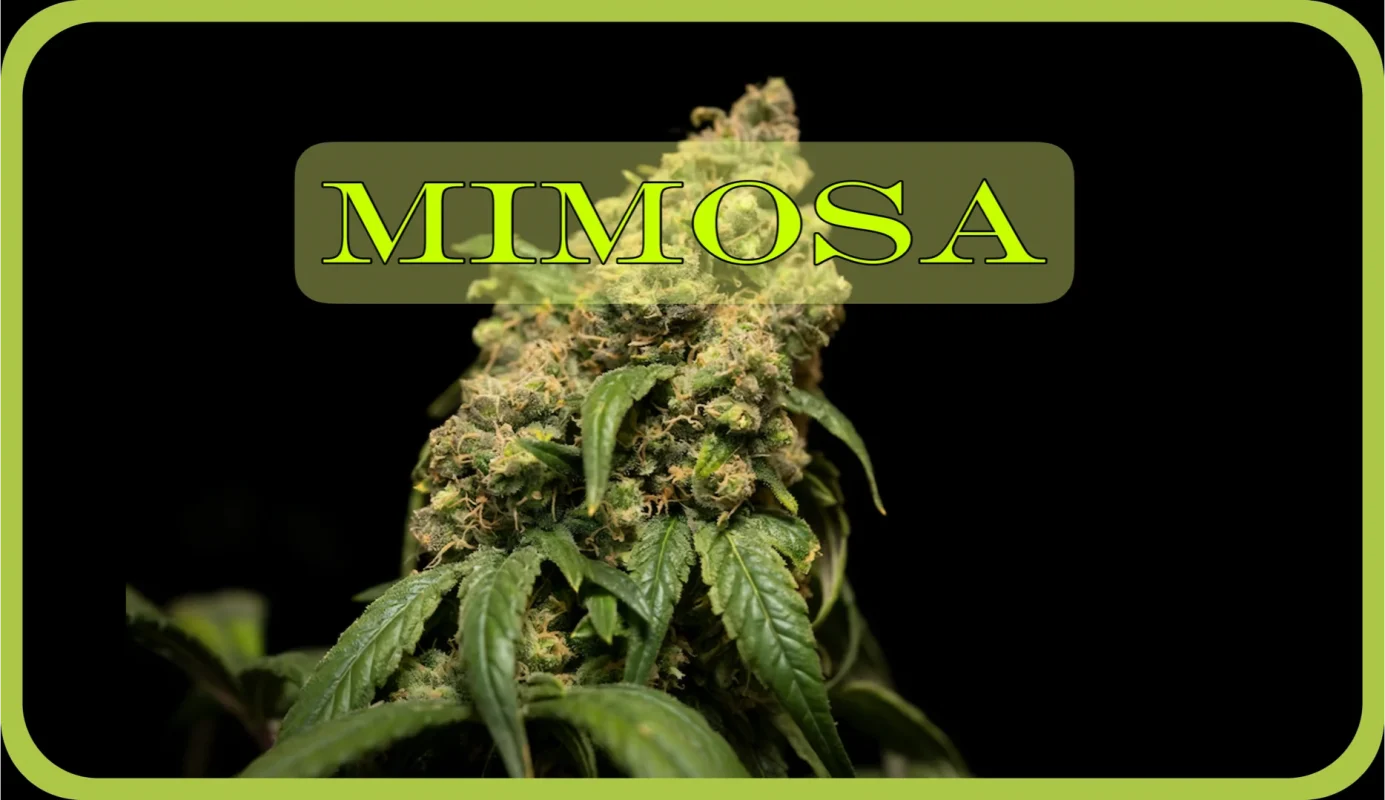 Maria und Johanna | Grow Blog | Hall Of Weed | Mimosa