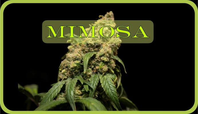 Maria und Johanna | Grow Blog | Hall Of Weed | Mimosa