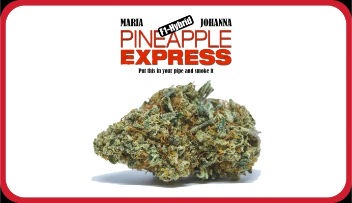 Maria und Johanna | Grow Blog | Hall Of Weed | Pineapple Express