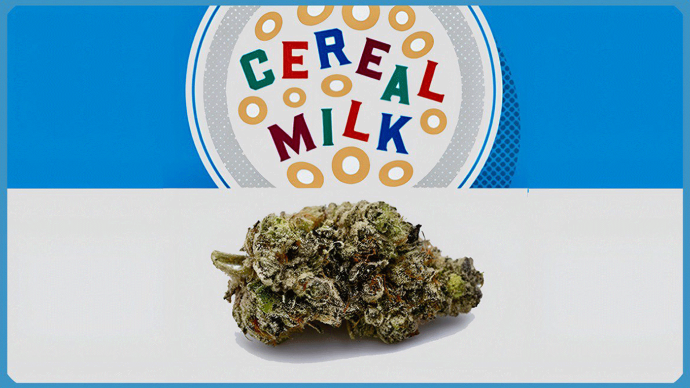 Maria und Johanna | Grow Blog | Hall Of Weed | Cereal Milk