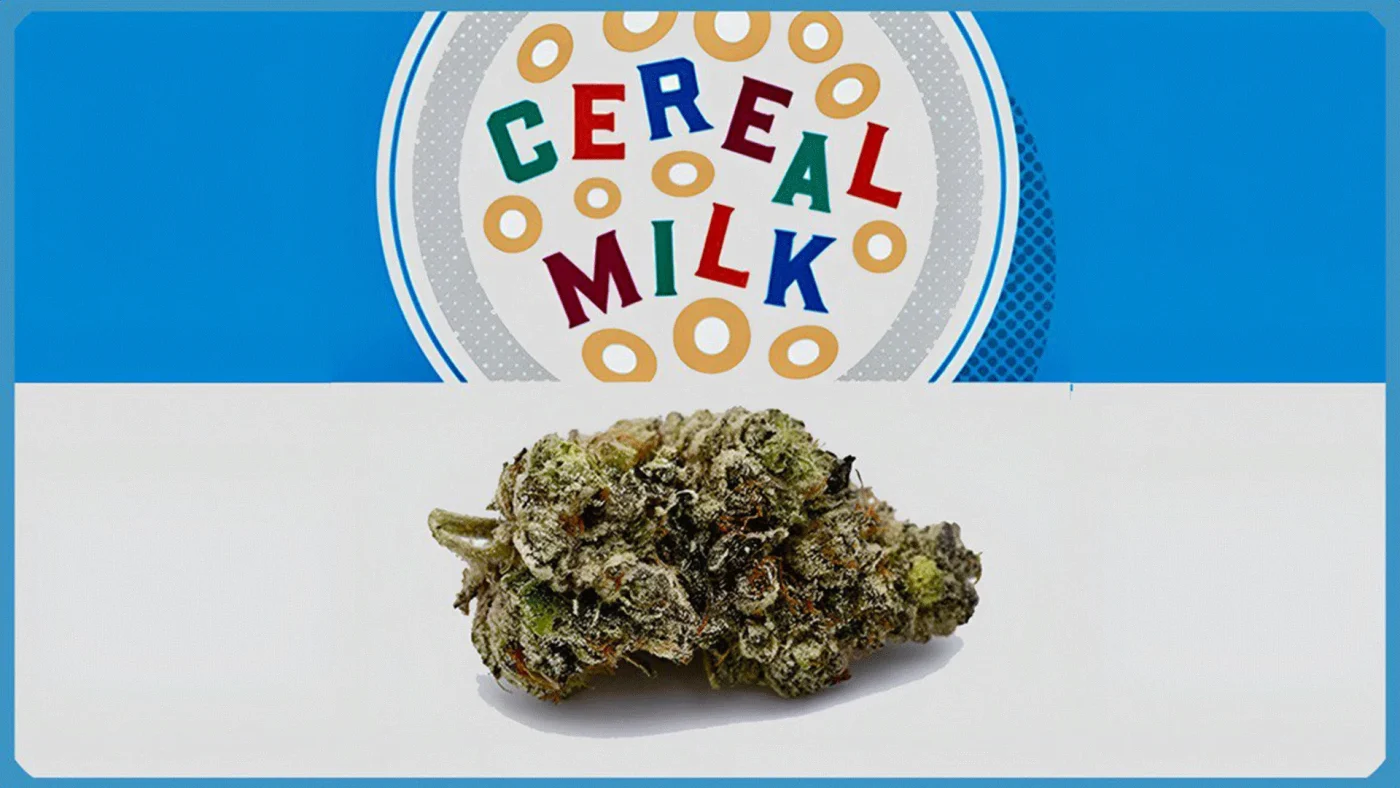 Maria und Johanna | Grow Blog | Hall Of Weed | Cereal Milk