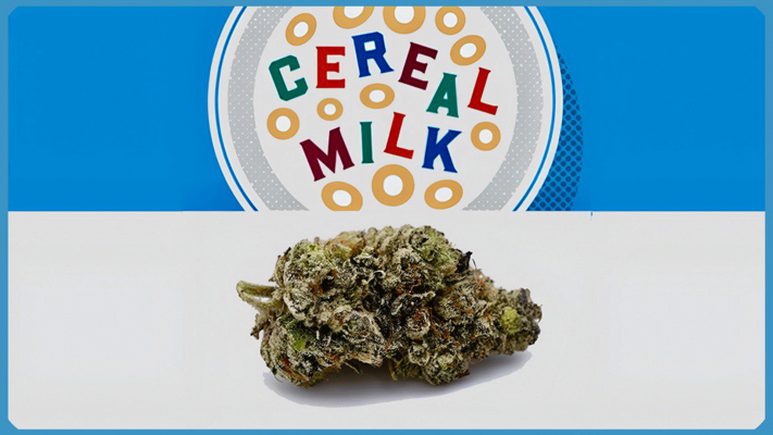 Maria und Johanna | Grow Blog | Hall Of Weed | Cereal Milk