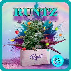 Weed Boutique | F1 Hybrid | Runtz | Cover
