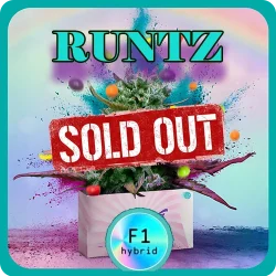 Cannabis Shop | Weed Boutique | F1 Hybrid | Runtz | Cover