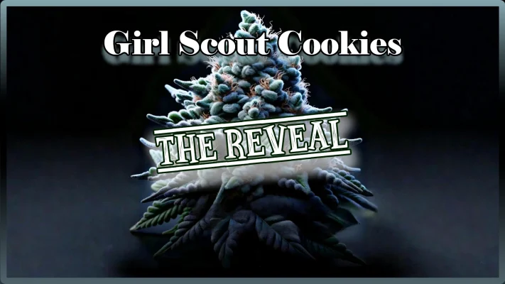 Girl Scout Cookies Grow | Grow Blog | Maria und Johanna