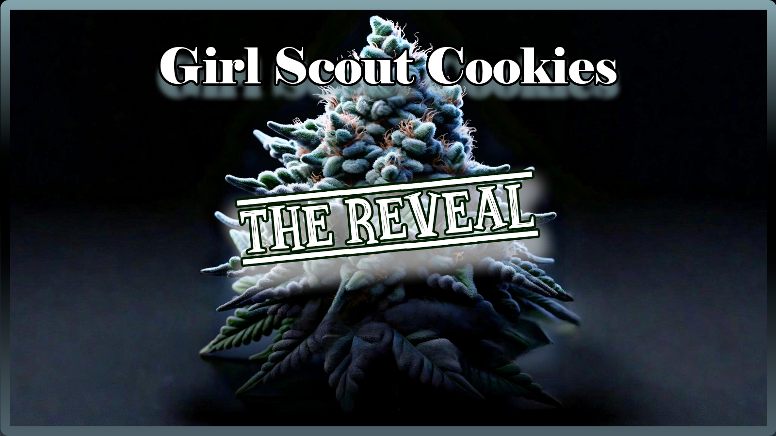 Weed Boutique | Blog | Aktuell | GSC | Reveal