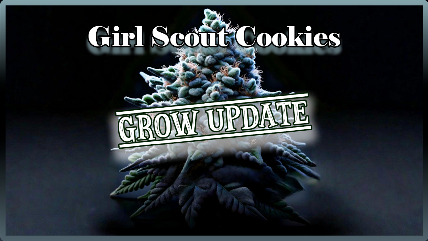 Weed Boutique | Blog | Aktuell | GSC | Grow Update 1