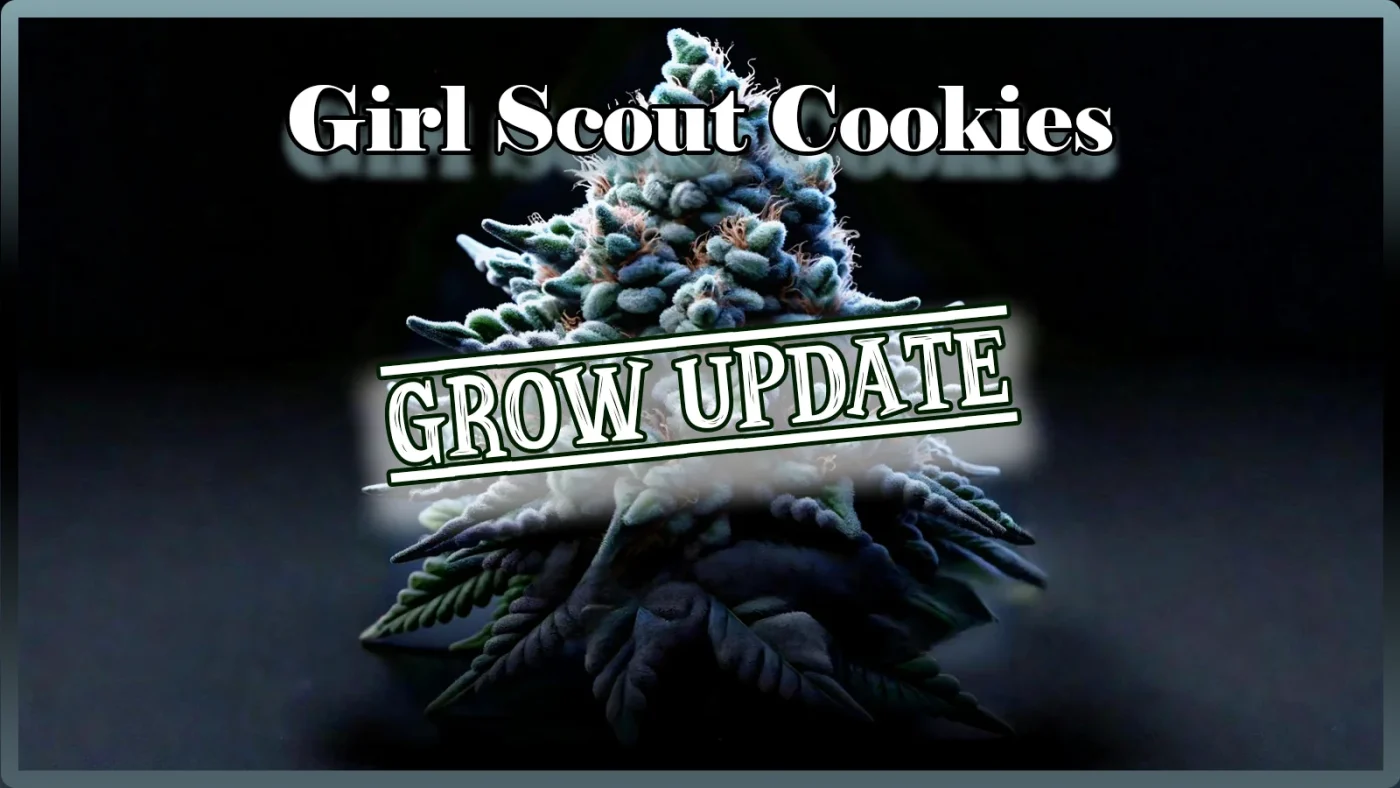 Girl Scout Cookies Vegegative Phase | Girl Scout Cookies Bluetephase | Girl Scout Cookies Blütephase Ende| Grow Blog | Maria und Johanna