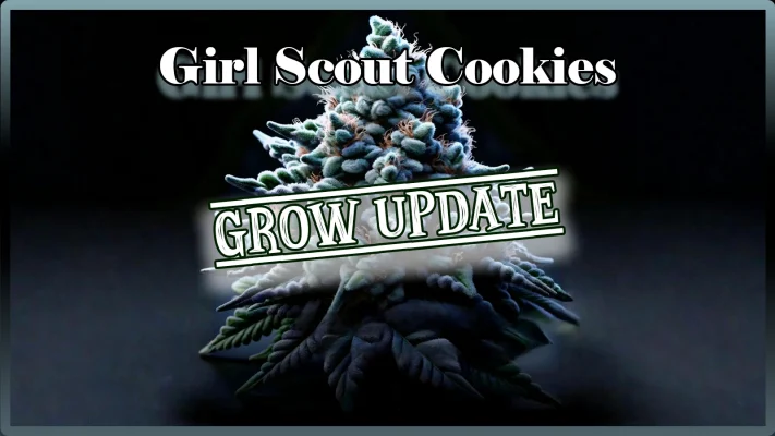Girl Scout Cookies Vegegative Phase | Girl Scout Cookies Bluetephase | Girl Scout Cookies Blütephase Ende| Grow Blog | Maria und Johanna