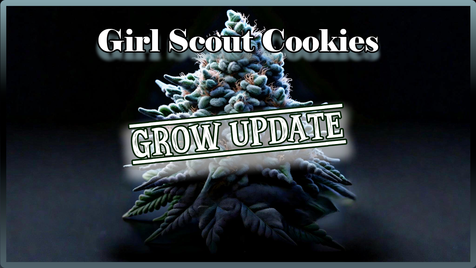 Weed Boutique | Blog | Aktuell | GSC | Grow Update 1
