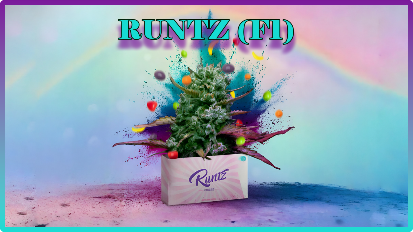 Weed Boutique | Blog | Hall Of Fame | Runtz