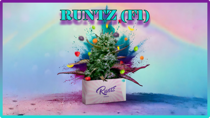 Weed Boutique | Blog | Hall Of Fame | Runtz