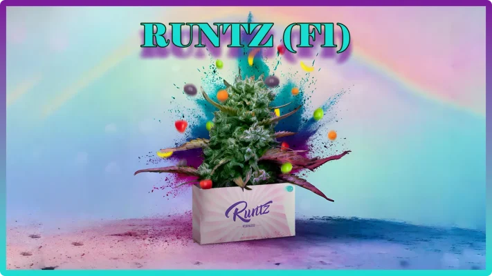 Maria und Johanna | Grow Blog | Hall Of Weed | Runtz F1 Hybrid