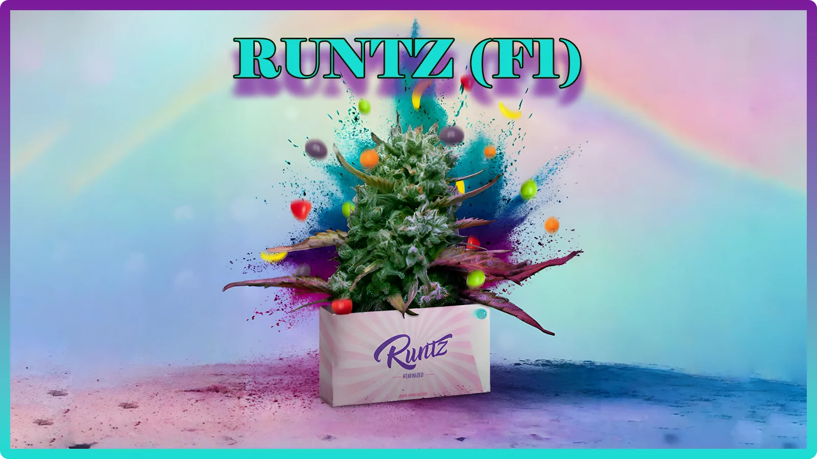 Maria und Johanna | Grow Blog | Hall Of Weed | Runtz F1 Hybrid