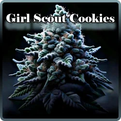 Weed Boutique | Girl Scout Cookies | Cover