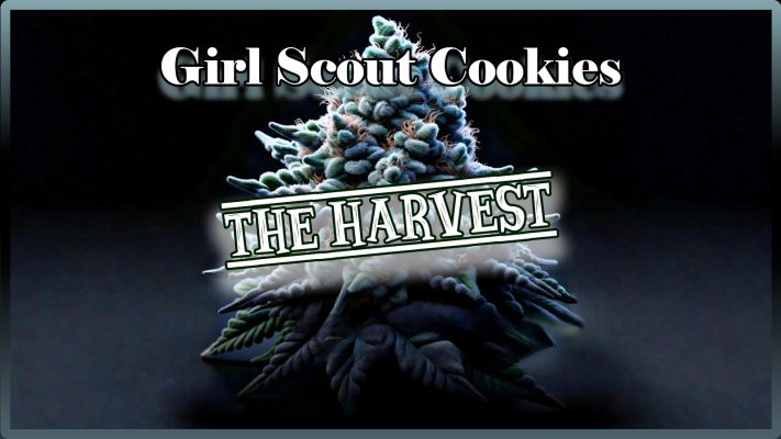 Weed Boutique | Blog | Aktuell | GSC | Ernte