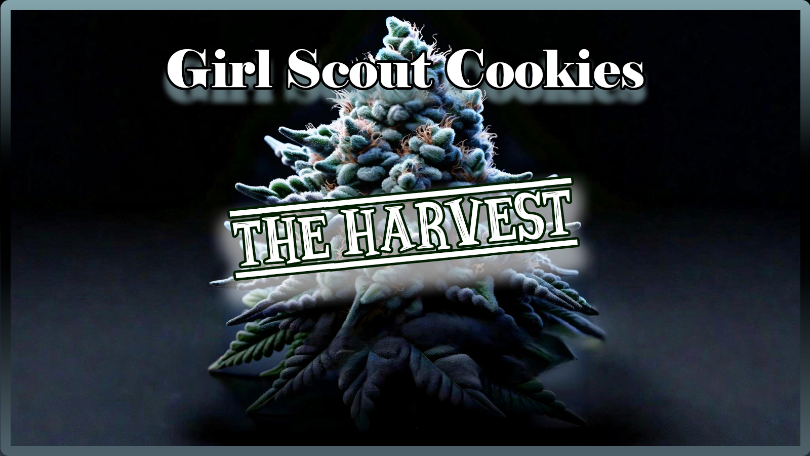 Weed Boutique | Blog | Aktuell | GSC | Ernte