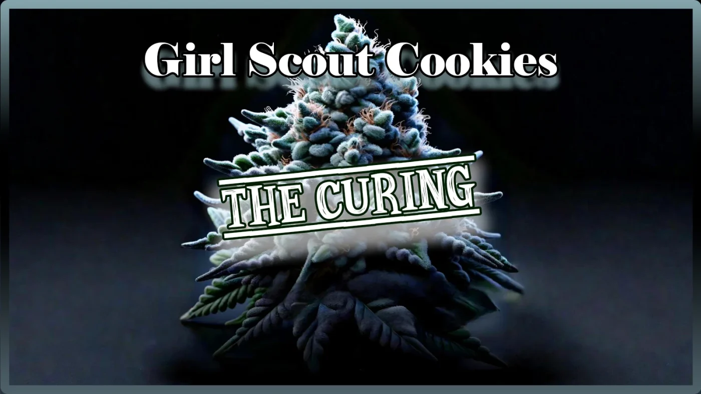 Girl Scout Cookies Curing | Grow Blog | Maria und Johanna