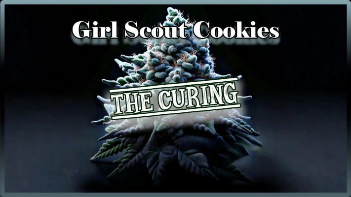 Girl Scout Cookies Curing | Grow Blog | Maria und Johanna