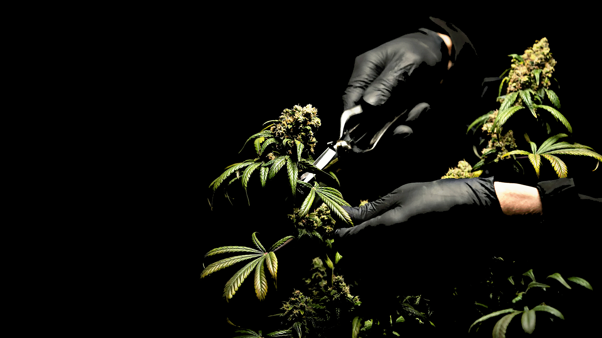 Cannabis Grow Blog | Header | Maria und Johanna