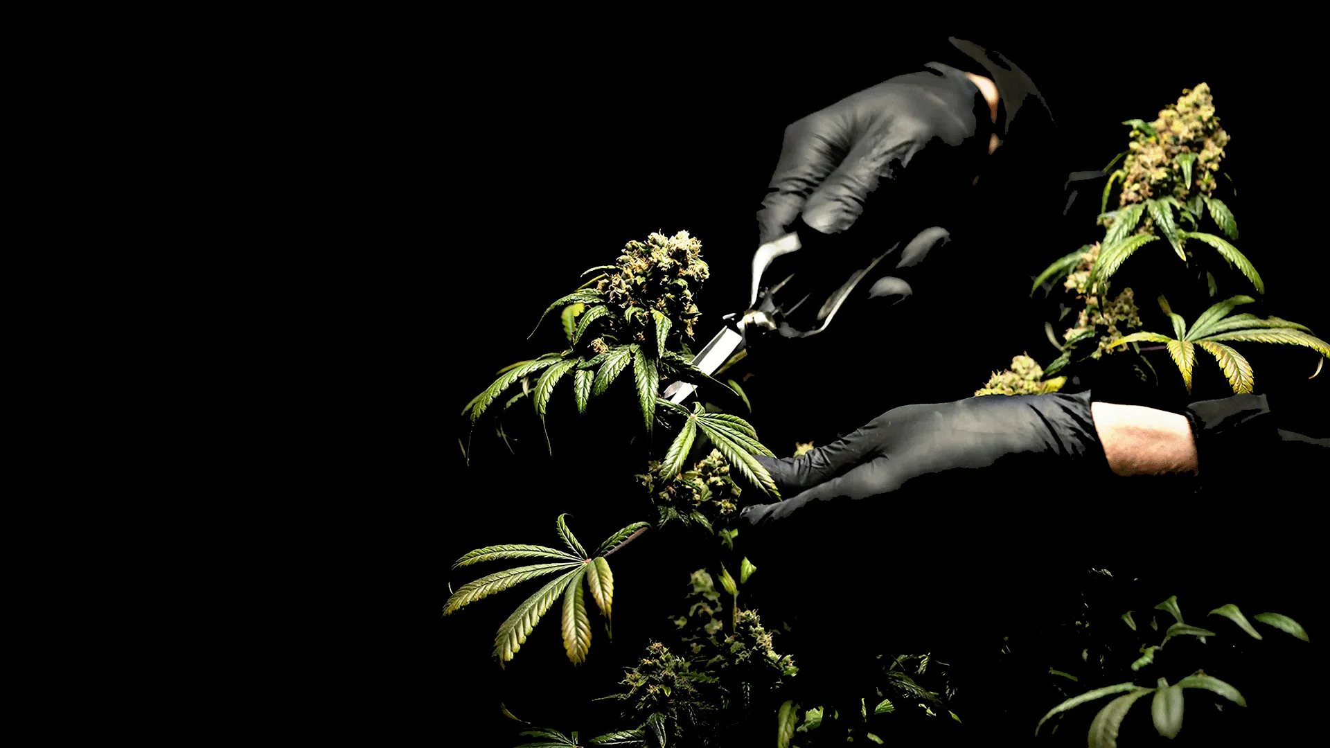 Cannabis Grow Blog | Header | Maria und Johanna